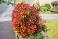Red robin photinia bush Royalty Free Stock Photo